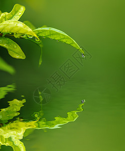 绿叶水滴刀刃生长热带花园液体阳光气泡蓝色草本植物植物图片