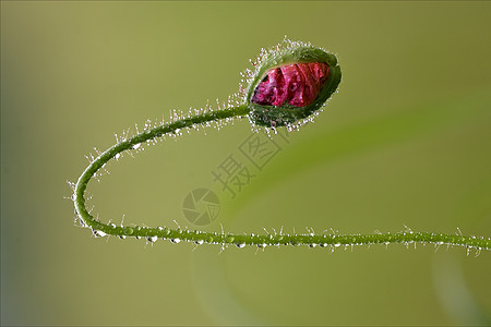 紧贴红色粉红色的花朵雌蕊宏观点状阴影花粉花园荒野花瓣三叶草海事图片