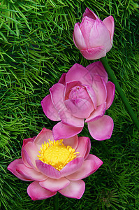 手工制品 粘土花 人造花朵花瓣人造花植物产品叶子黑色艺术兰花紫色花束图片