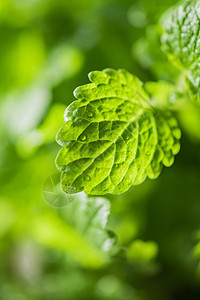 绿色新鲜美莉莎味道花园小枝植被薄荷叶子桌子调味品食物植物群图片