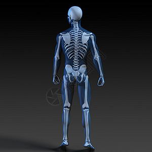 具有骨骼结构的透明人插图医生蓝色男人生物学骨关节炎骨头卫生骨科男性图片