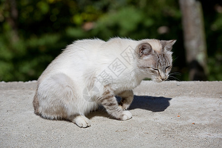 白猫眼睛哺乳动物树木小猫农场天空动物爪子木头蓝色图片