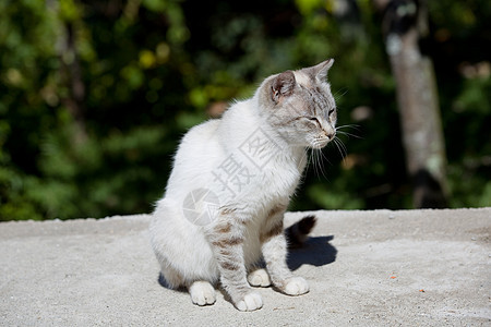 白猫天空猫科树木爪子头发猫咪蓝色小猫毛皮花园图片