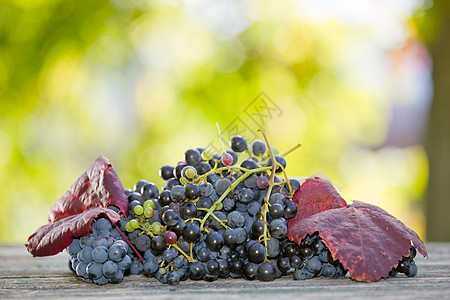 户外葡萄农业酒厂叶子栽培玫瑰水果生长木头葡萄园桌子图片
