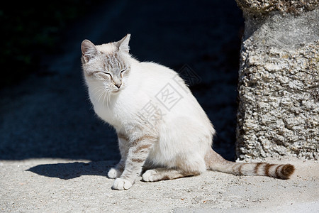 白猫天空头发农场哺乳动物毛皮木头小猫蓝色眼睛猫咪图片