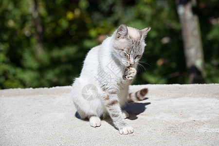白猫花园猎人眼睛蓝色木头小猫动物天空哺乳动物头发图片