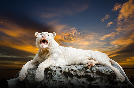 白虎危险毛皮丛林荒野眼睛侵略天空猎人食肉动物图片