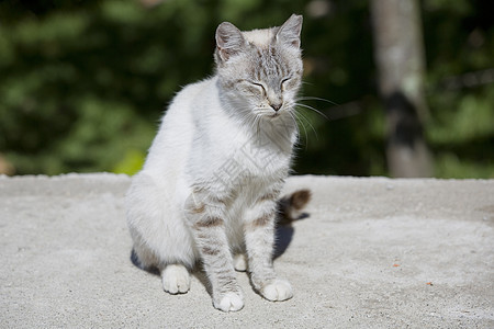 白猫猎人农场木头哺乳动物头发猫科猫咪爪子眼睛树木图片