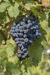 新鲜熟熟的黑葡萄 用于葡萄汁叶子枝条藤蔓绿色水果农业植物植物群食物黑色图片