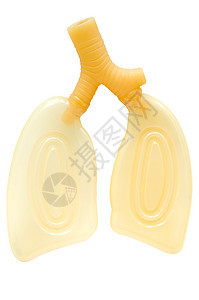 肺部塑料研究模型图片