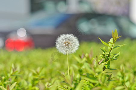 在阳光明媚的一天 绿色草地和模糊汽车背景上的白花朵花园天空叶子生活杂草自由场景宏观种子季节图片