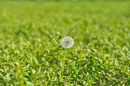 在阳光明媚的日子里 绿草背景上的白花朵橙子场景季节脆弱性植物学花园叶子自由生活生长图片