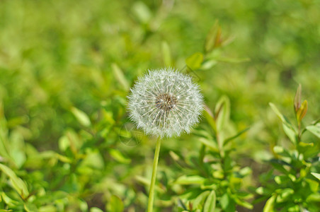 在阳光明媚的日子里 绿草背景上的白花朵场地太阳橙子天空脆弱性生长宏观花园种子植物学图片