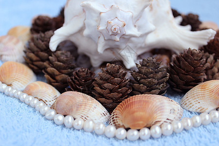由天然材料制成的装饰海滩珍珠蓝色海岸世界锥体蜗牛生活旅行海湾图片