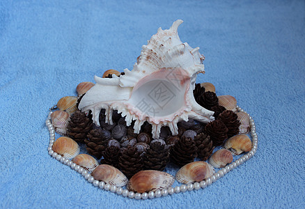 由天然材料制成的装饰蜗牛娱乐贝壳珍珠假期生态旅行鹅卵石珠子松树图片