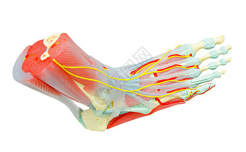 人类足部肌肉解剖模型 用于研究医学跗骨跟骨生物学运动员长肌药品柔性指骨运动肌腱图片
