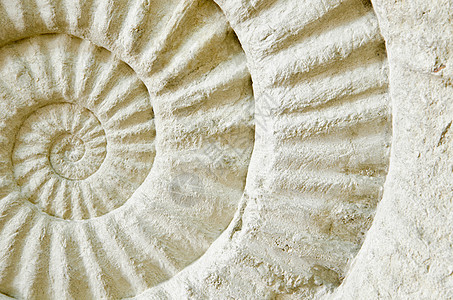 化石鹦鹉螺细节变成化石高清图片