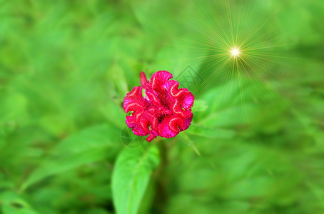 花朵多彩红色植物植物群花园艺术花瓣雌蕊礼物萼片紫色牡丹图片