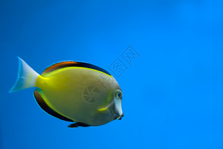 鱼风格单眼皮潜水海洋热带鉴别照片宏观生物学装饰品图片