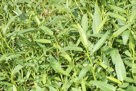 花园里的菠菜热带场地绿色空心菜蔬菜园艺植物食物叶子种植园背景图片