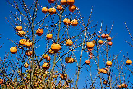 秋天的每双西蒙植物甜点桌子团体叶子饮食营养蓝色天空季节晴天图片