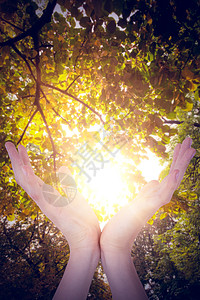 妇女双手露面的复合形象 女性树木宏观太阳森林晴天手势阳光生命树叶植物图片