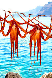 日晒中的章鱼干燥 欧洲的葡萄糖桑托里尼图片