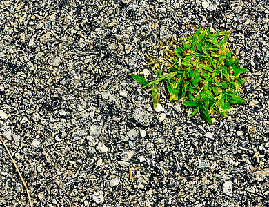 生存的植物生活绿色沥青生长力量环境水泥叶子图片