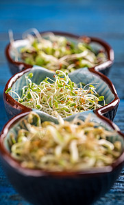 红三叶芽生长绿色蔬菜蓝色木头食物叶子饮食沙拉三叶草图片