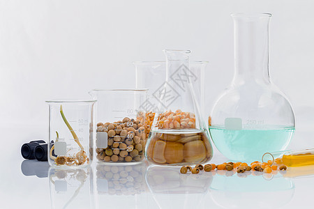 危险食物 来自实验室农作物和玉米的谷物和玉米基因组测试植物科学技术化学品实验质量化学生物图片