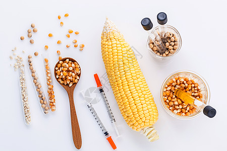 危险食物 来自实验室农作物和玉米的谷物和玉米生物科学产品实验生物学植物种子粮食质量科学家图片