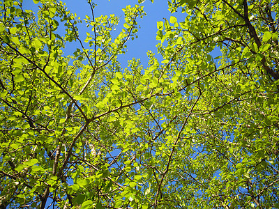 蓝天对面的绿叶子加奇娜图片