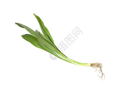 新鲜的黄瓜 锯齿长叶杂草恶臭烹饪香料洋葱草本植物叶子花园沙拉食物图片