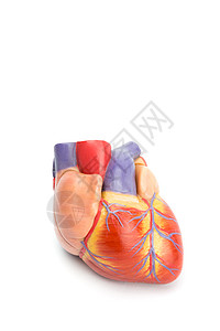 白上人造人体心脏模型图片