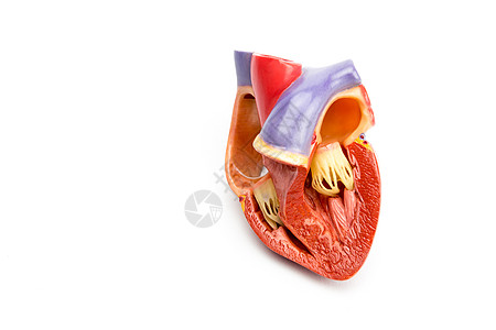 白背景的开阔人类心脏分离模式模型图片
