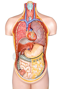 塑料人体模型 在白后腹骨上隔离器官图片