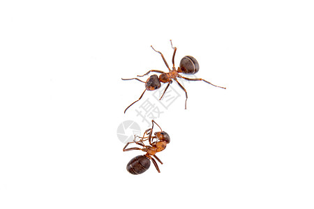 白色背景上的蚂蚁荒野昆虫天线红色棕色黑色宠物动物宏观图片