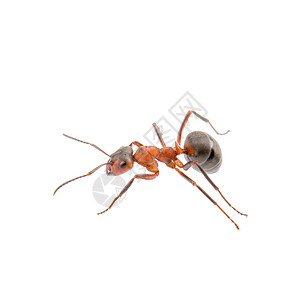 白色背景上的褐蚂蚁天线动物昆虫宏观黑色红色宠物荒野棕色图片
