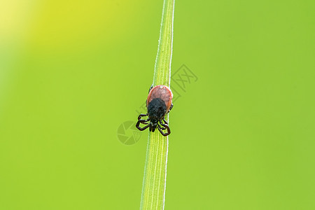 蜱虫坐在一片草叶上叶子寄生虫橙子动物棕色花园螺旋体森林疾病蓖麻图片