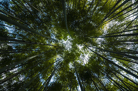 绿竹木林活力森林甘蔗太阳绿色地面木头背景图片