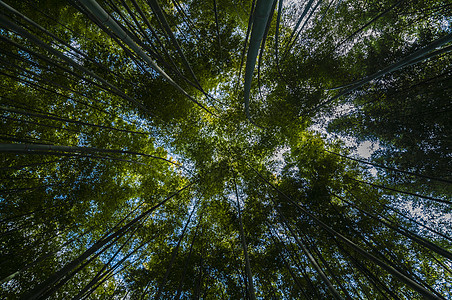 绿竹木林地面活力森林木头太阳甘蔗绿色背景图片