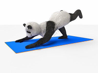 动物熊熊瑜伽 伸展不同的姿势和阿萨那式的锻炼身份一部分动画片荒野演示哺乳动物文化野生动物职位健身垫图片