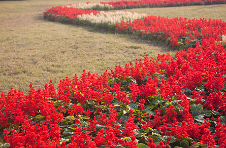 红沙拉花园花束智者丹参地球国家热带植物唇形科生长图片