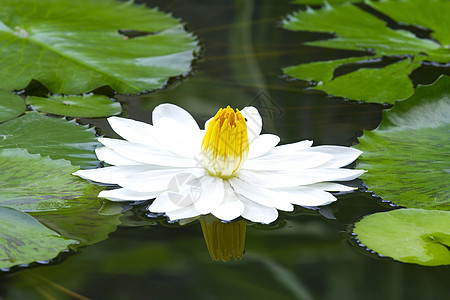 池塘上的蓝莲紫色花瓣植物群异国花园冥想百合情调文化植物图片