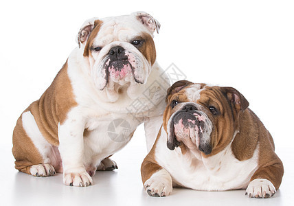 2只2只狗犬类斗牛犬哺乳动物棕色工作室小狗白色父亲宠物英语图片
