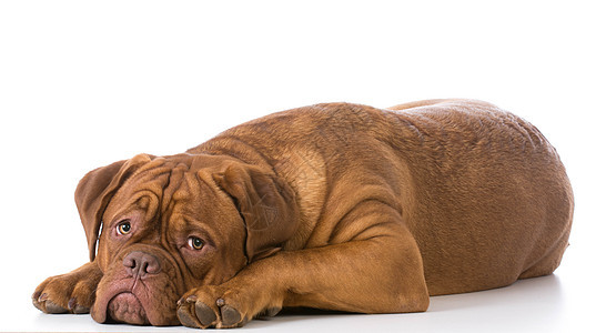 悲伤的看狗小狗犬类情感宠物背景图片