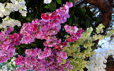 花背景 兰花 春天 开花花束团体花盆花园展示叶子节日植物热带紫色图片