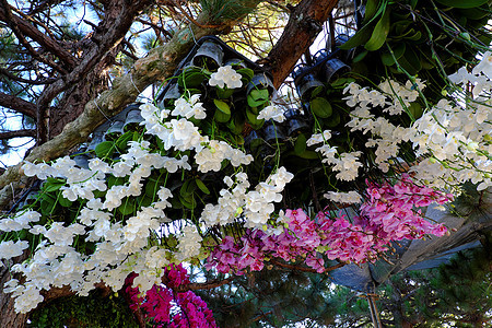 花背景 兰花 春天 开花花瓣节日花盆团体热带紫色花束花朵展示蝴蝶图片