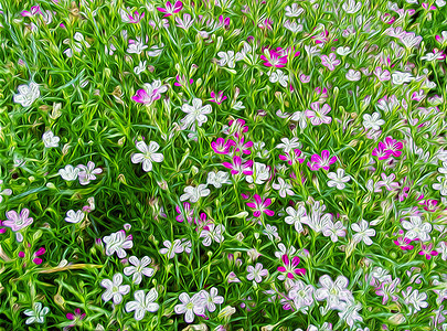 油画花水彩季节草药花瓣艺术植物群紫色绘画粉色野花图片