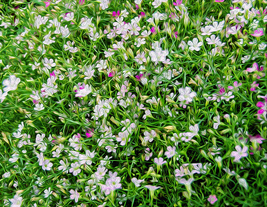 油画花季节植物群紫色植物草地绘画草药花瓣水彩粉色图片